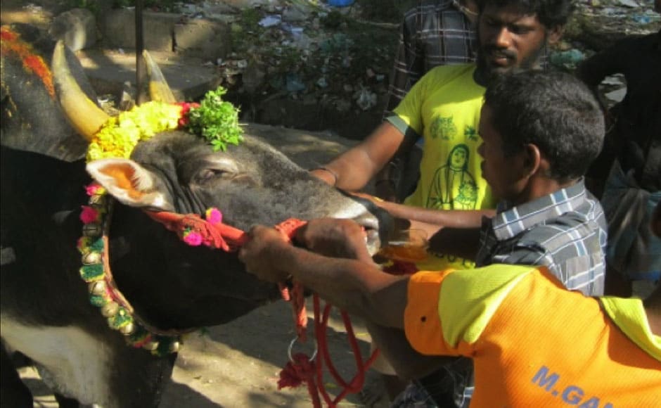 Bull owners and tamers force a yellow-coloured liquid down the throat of a bull at Avaniapuram on 14 January, 2014. Image courtesy: PeTA India Bull owners and tamers force a yellow-coloured liquid down the throat of a bull at Avaniapuram on 14 January, 2014. Image courtesy: PeTA India