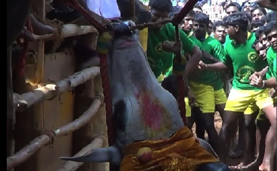 This bull's head is pulled upward solely by a nose rope, moments before the rope was cut to let the scared bull loose. Image courtesy: PeTA India This bull's head is pulled upward solely by a nose rope, moments before the rope was cut to let the scared bull loose. Image courtesy: PeTA India