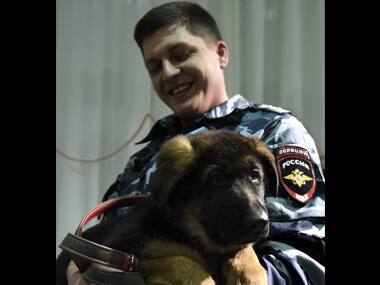 Dobrynya, the puppy gifted by Russia to France. AFP