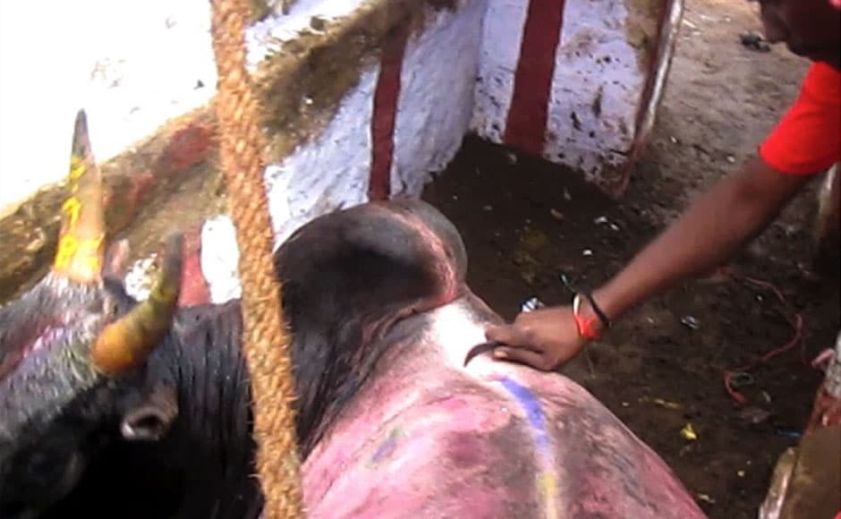 An organiser pokes a bull with a curved, sharp metal object inside the vadi vasal in Alanganallur on 16 January, 2014. Image courtesy: PeTA India An organiser pokes a bull with a curved, sharp metal object inside the vadi vasal in Alanganallur on 16 January, 2014. Image courtesy: PeTA India