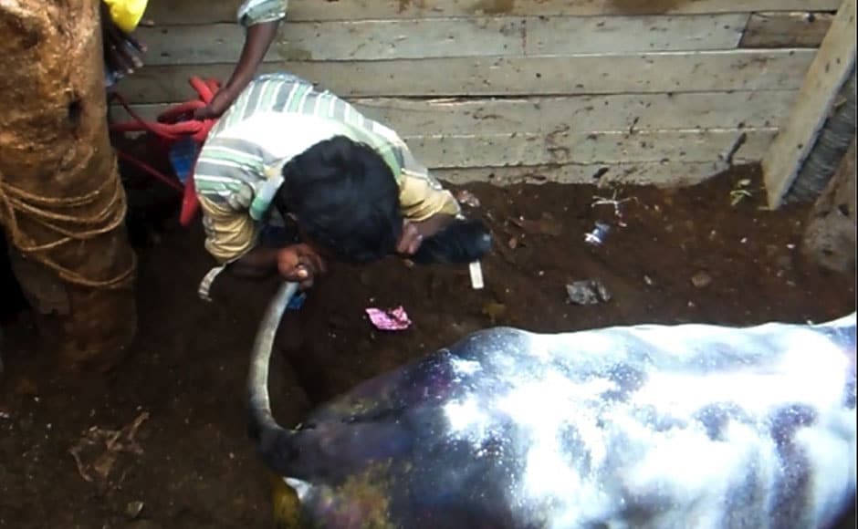 A man bites a bull's tail inside the vadi vasal in Avaniapuram on 14 January, 2014. Image courtesy: PeTA India A man bites a bull's tail inside the vadi vasal in Avaniapuram on 14 January, 2014. Image courtesy: PeTA India