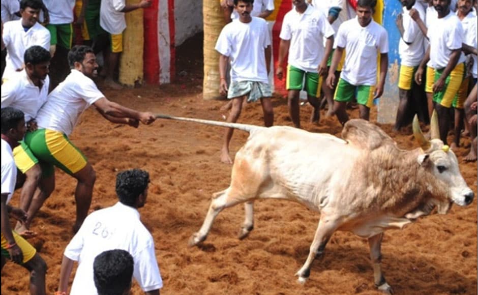 A bull-tamer pulls a bull's tail in the arena in Alanganallur on 17 January, 2012. Image courtesy: PeTA India A bull-tamer pulls a bull's tail in the arena in Alanganallur on 17 January, 2012. Image courtesy: PeTA India