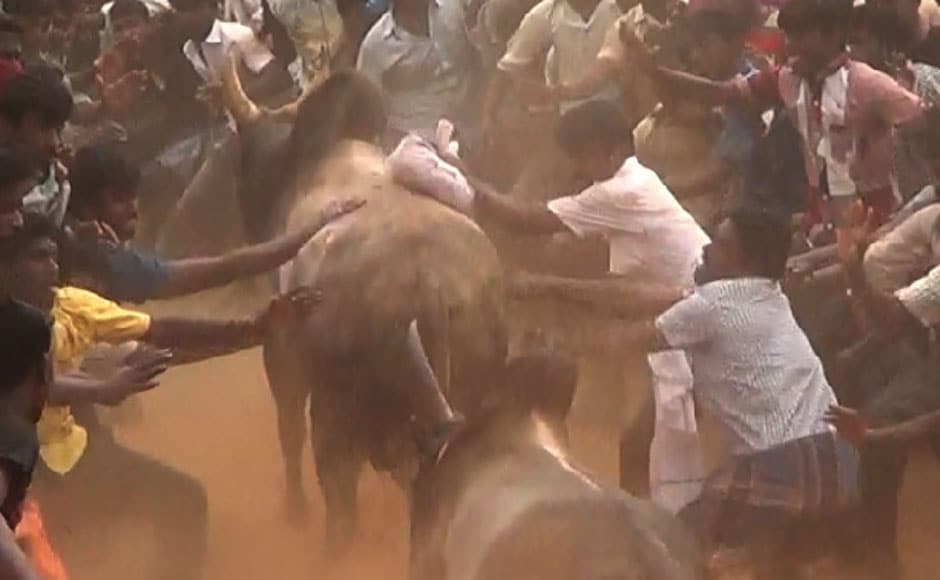 Spectators hit bulls and pounce on them in the collection area in Avarankadu on 17 January, 2014. Image courtesy: PeTA India Spectators hit bulls and pounce on them in the collection area in Avarankadu on 17 January, 2014. Image courtesy: PeTA India