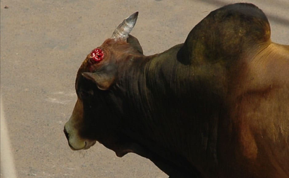 This bull's horn was broken in Avaniapuram on 15 January, 2012. Image courtesy: PeTA India This bull's horn was broken in Avaniapuram on 15 January, 2012. Image courtesy: PeTA India