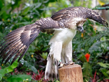 Endangered monkey-eating eagle hatched in captivity in Philippines ...