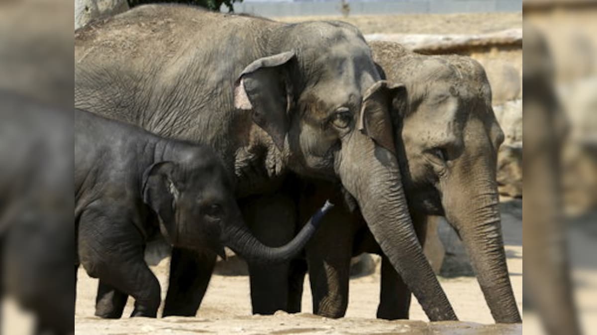 Supreme Court to decide if using elephants for joyrides is cruel