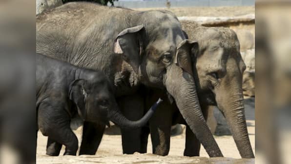Supreme Court to decide if using elephants for joyrides is cruel
