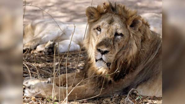 'Room with a zoo': A chance to sleep with lions at the London Zoo for around $500
