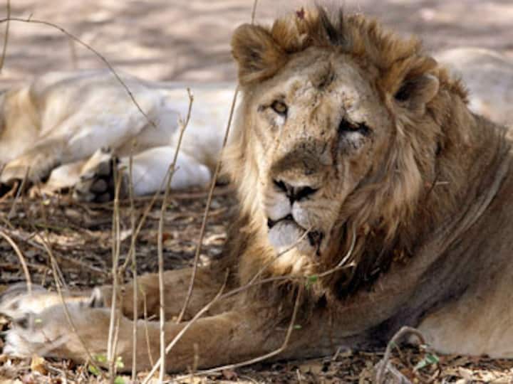 'Room with a zoo': A chance to sleep with lions at the London Zoo for around $500