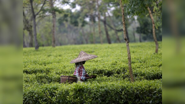 Denied wages for nine months, two West Bengal tea garden workers die of starvation