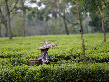 Denied wages for nine months, two West Bengal tea garden workers die of starvation Denied wages for nine months, two West Bengal tea garden workers die of starvation