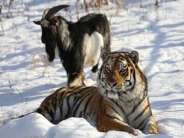 Best friends: Amur the tiger and Timur the goat/ AFP