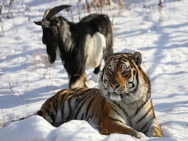Friendship of Siberian tiger and goat tugs at Russia's heartstrings Friendship of Siberian tiger and goat tugs at Russia's heartstrings