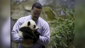 Washington zoo ready for baby panda Bei Bei's public debut