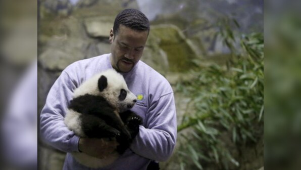 Washington zoo ready for baby panda Bei Bei's public debut