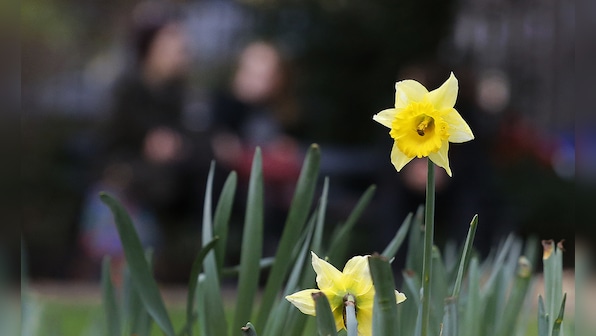 Daffodils in bloom in December: Strangely warm weather in UK