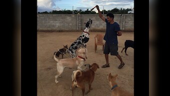 Pet pals: Chennai did not forget animals in distress, many joined hands to protect its furry friends