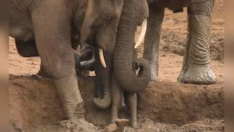 Watch: Herd of elephants rush to the rescue of stranded calf from muddy ditch