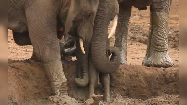 Watch: Herd of elephants rush to the rescue of stranded calf from muddy ditch