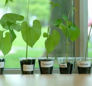 Growing bean plants in school classroom.