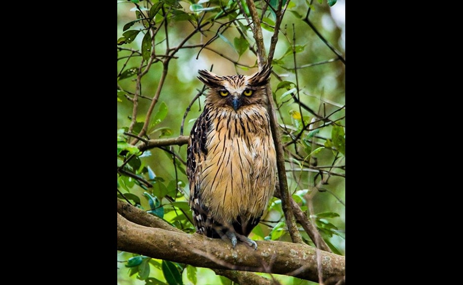 Swaroop Singha Roy, a 21-year-old student, shot this photo of a Buffy Fish Owl during a trip to the Sundarbans National Park. He titled it, ‘The Headmaster’. Swaroop Singha Roy, a 21-year-old student, shot this photo of a Buffy Fish Owl during a trip to the Sundarbans National Park. He titled it, ‘The Headmaster’.