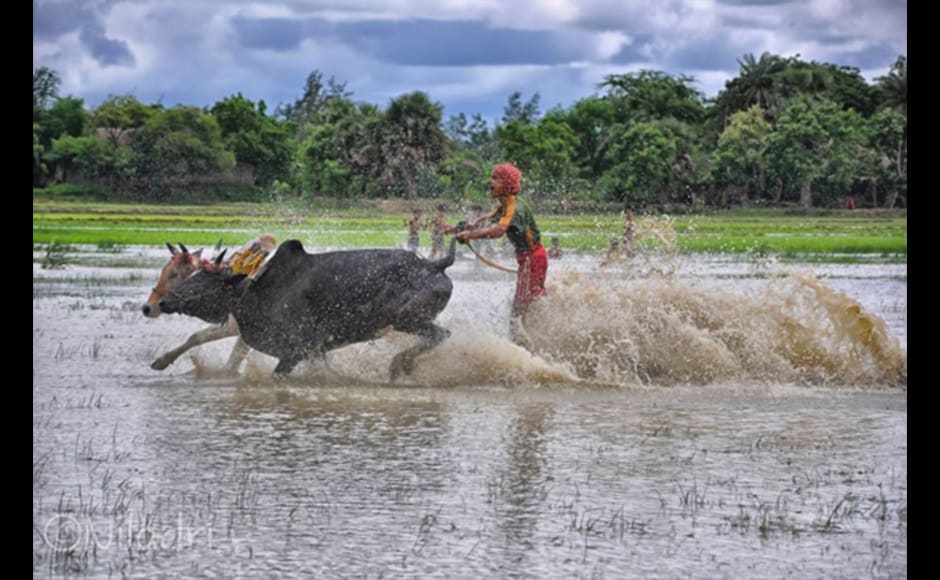 It's all about speed at Moi-Charan (Bull Racing) Festival at Herobhanga Village near Canning, West Bengal. The photograph was shot by 29-year-old Niladri Adhikary, a banker by profession. It's all about speed at Moi-Charan (Bull Racing) Festival at Herobhanga Village near Canning, West Bengal. The photograph was shot by 29-year-old Niladri Adhikary, a banker by profession.