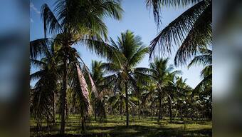 Lawmakers' juggernaut: Coconut ceases to be a tree, it is now a palm in Goa