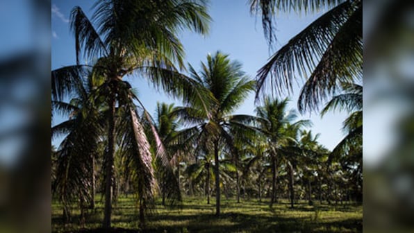 Lawmakers' juggernaut: Coconut ceases to be a tree, it is now a palm in Goa