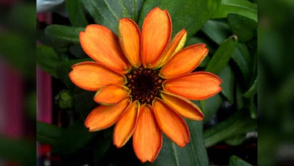 The green fingers of Nasa: Meet zinnia, the first flower grown in space