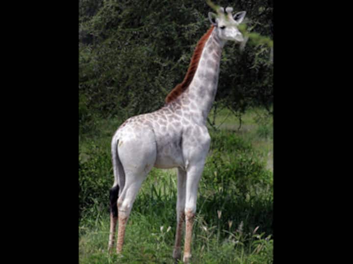 Omo, the white Giraffe: This rare African animal looks like it's from a Pixar movie