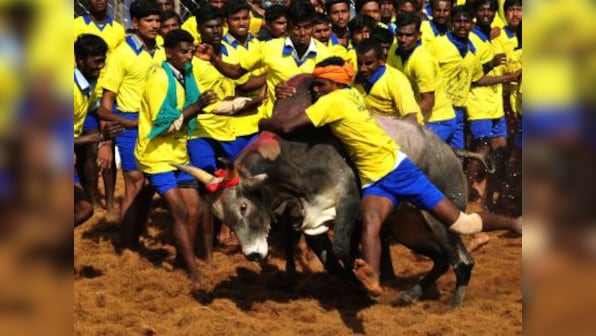 Animal rights activists up in arms as Prakash Javadekar tries to bring back Jallikattu