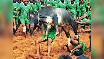 Jallikattu ordinance: Tamil Nadu parties welcome govt move but demand permanent solution