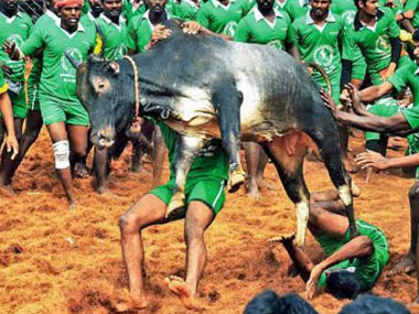 Jallikattu ordinance: Tamil Nadu parties welcome govt move but demand permanent solution Jallikattu ordinance: Tamil Nadu parties welcome govt move but demand permanent solution