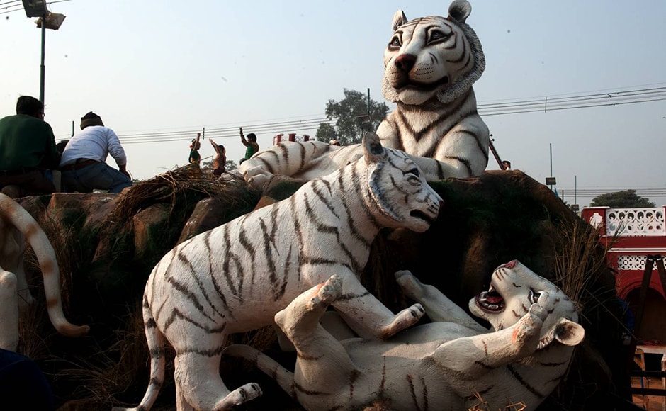 Madhya Pradesh showcases white tigers on its float. The first white tiger was captured in this region by Maharaja Martand Singh in 1951. Firstpost/Naresh Sharma Madhya Pradesh showcases white tigers on its float. The first white tiger was captured in this region by Maharaja Martand Singh in 1951. Firstpost/Naresh Sharma