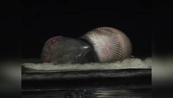 Thar she blows... no more: 30-feet long Bryde whale washes ashore Juhu Beach