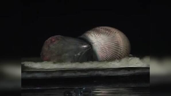 Thar she blows... no more: 30-feet long Bryde whale washes ashore Juhu Beach