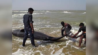 Whales beached on Tamil Nadu shore: 45 die as fishermen struggle to save the rest