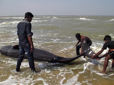 Whales beached on Tamil Nadu shore: 45 die as fishermen struggle to save the rest Whales beached on Tamil Nadu shore: 45 die as fishermen struggle to save the rest