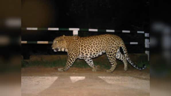 Humans vs Predator: Leopards are in conflict with residents in Bengaluru and are paying the price