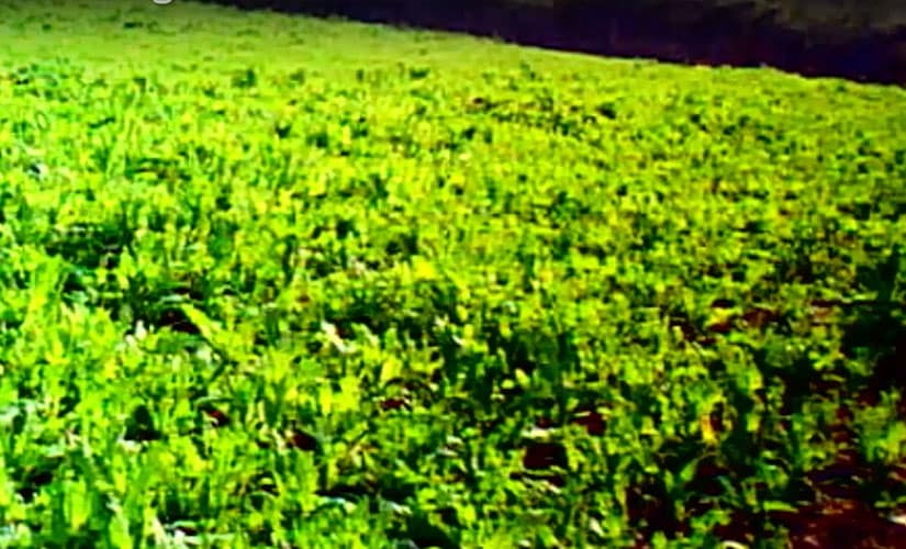 One of the many poppy fields of Malda. Firstpost/Sanjay Pandey