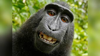 Blow for Monkey in selfie case: Judge rules animal cannot own his photo copyright