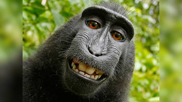 Blow for Monkey in selfie case: Judge rules animal cannot own his photo copyright