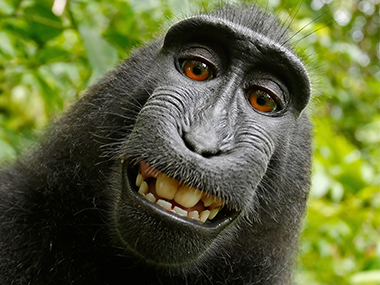No monkey business in US: San Francisco appeals court favours human over animals in fight over ape selfie No monkey business in US: San Francisco appeals court favours human over animals in fight over ape selfie