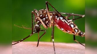 Zika virus scare: Avoid travelling to the Americas, warn health experts