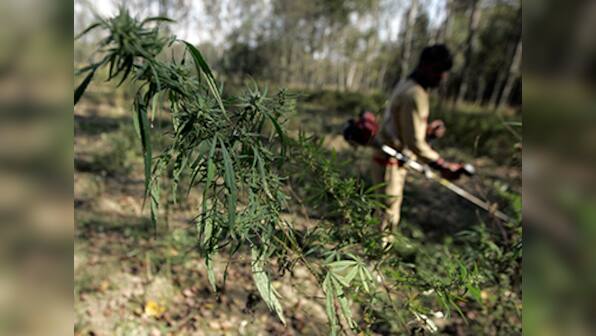 West Bengal: Security forces destroy over 700 acres of poppy in Malda