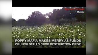Opium mafia makes merry as funds crunch stalls poppy destruction drive in Malda