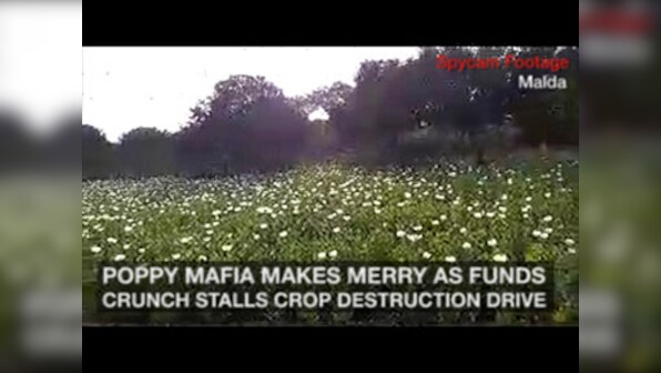 Opium mafia makes merry as funds crunch stalls poppy destruction drive in Malda