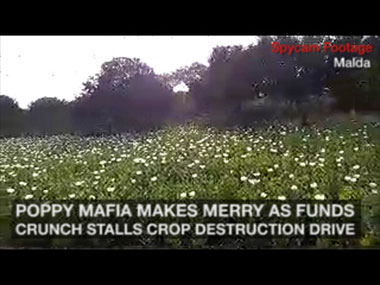 Opium mafia makes merry as funds crunch stalls poppy destruction drive in Malda Opium mafia makes merry as funds crunch stalls poppy destruction drive in Malda