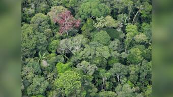 3D 'cyberforests' to help study effects of climate change on trees