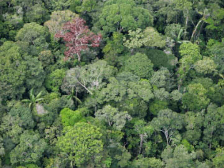 3D 'cyberforests' to help study effects of climate change on trees